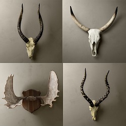 CastAntlers
